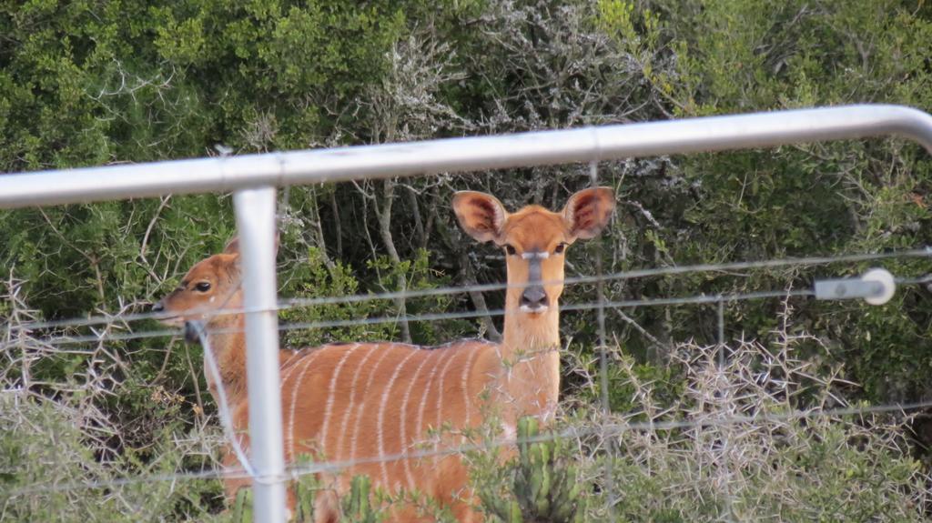 Kudu Ridge Game Lodge Аддо Экстерьер фото