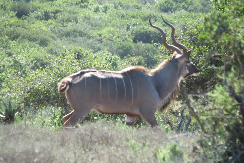 Kudu Ridge Game Lodge Аддо Экстерьер фото