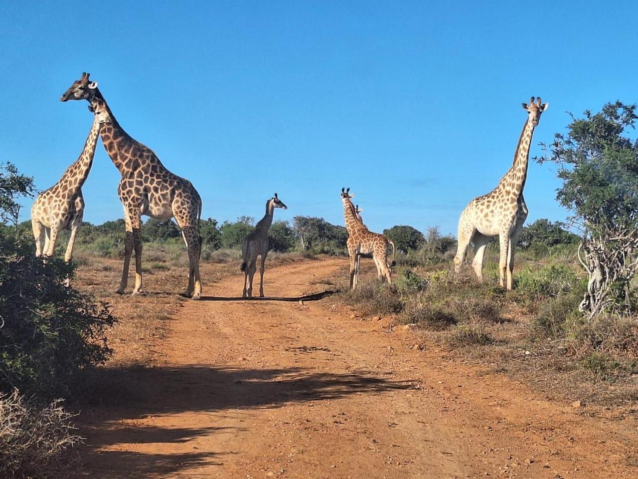 Kudu Ridge Game Lodge Аддо Экстерьер фото
