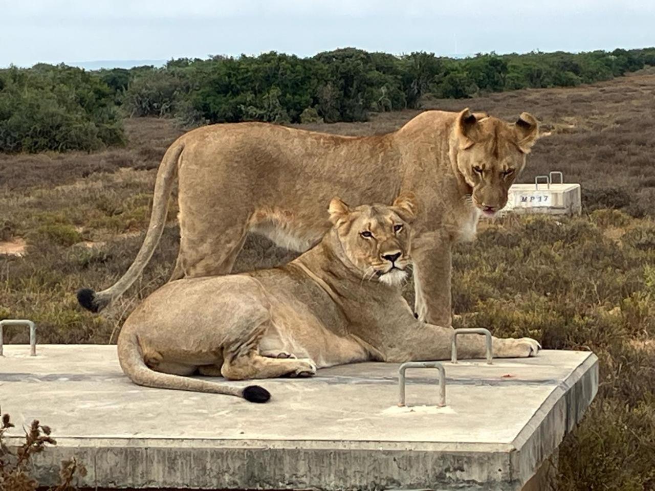 Kudu Ridge Game Lodge Аддо Экстерьер фото