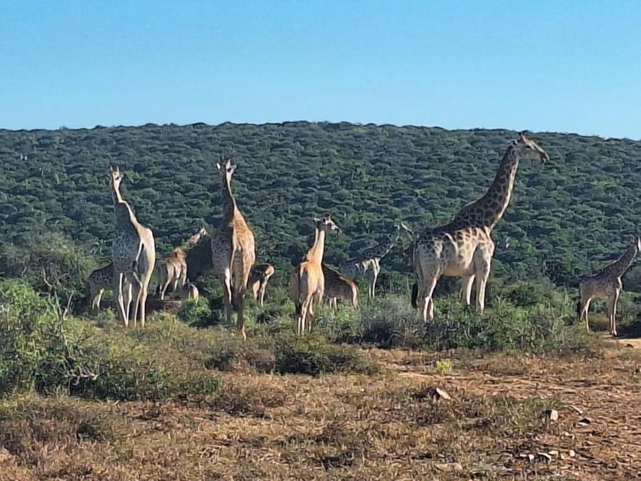 Kudu Ridge Game Lodge Аддо Экстерьер фото