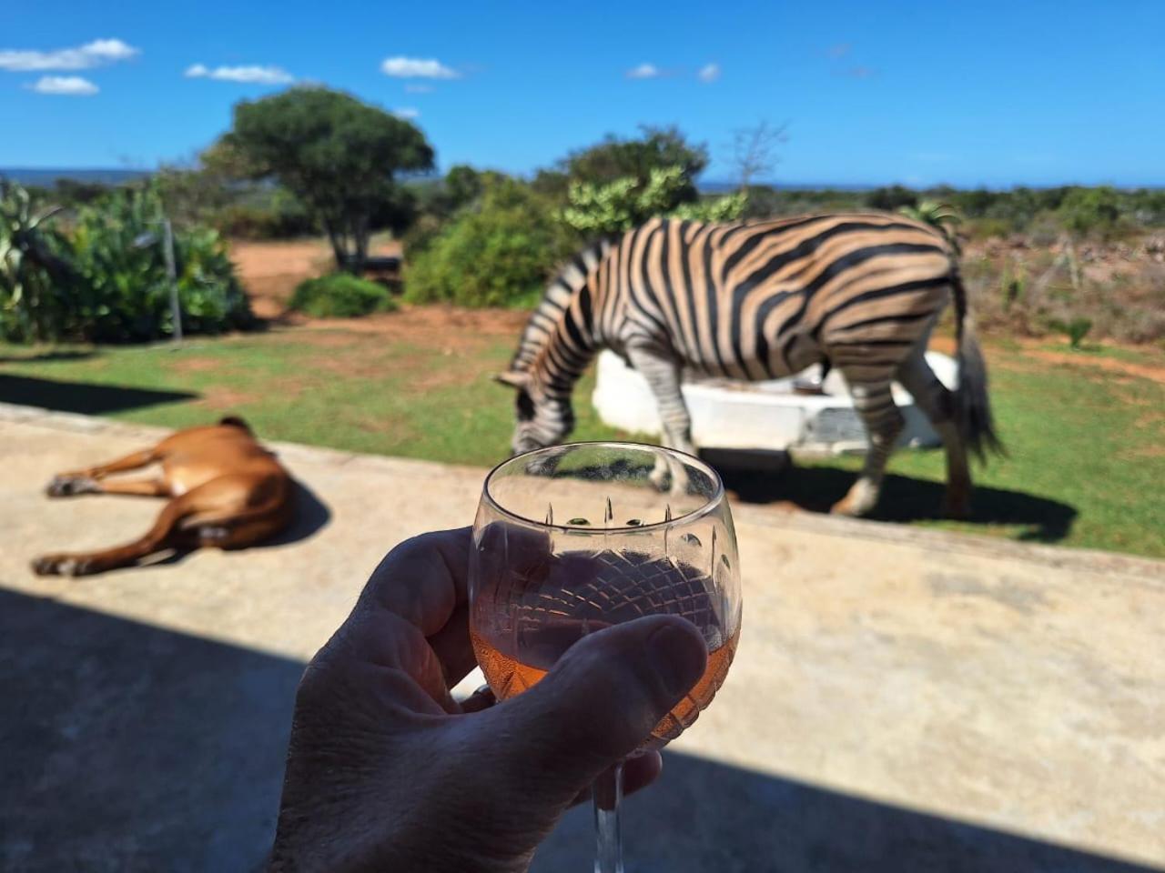 Kudu Ridge Game Lodge Аддо Экстерьер фото