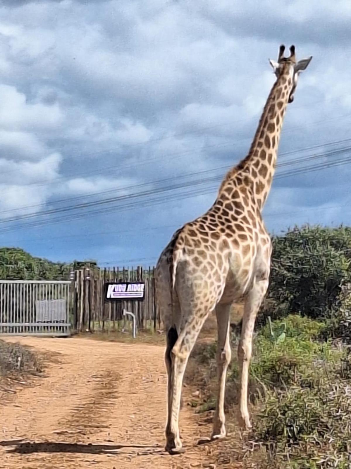 Kudu Ridge Game Lodge Аддо Экстерьер фото