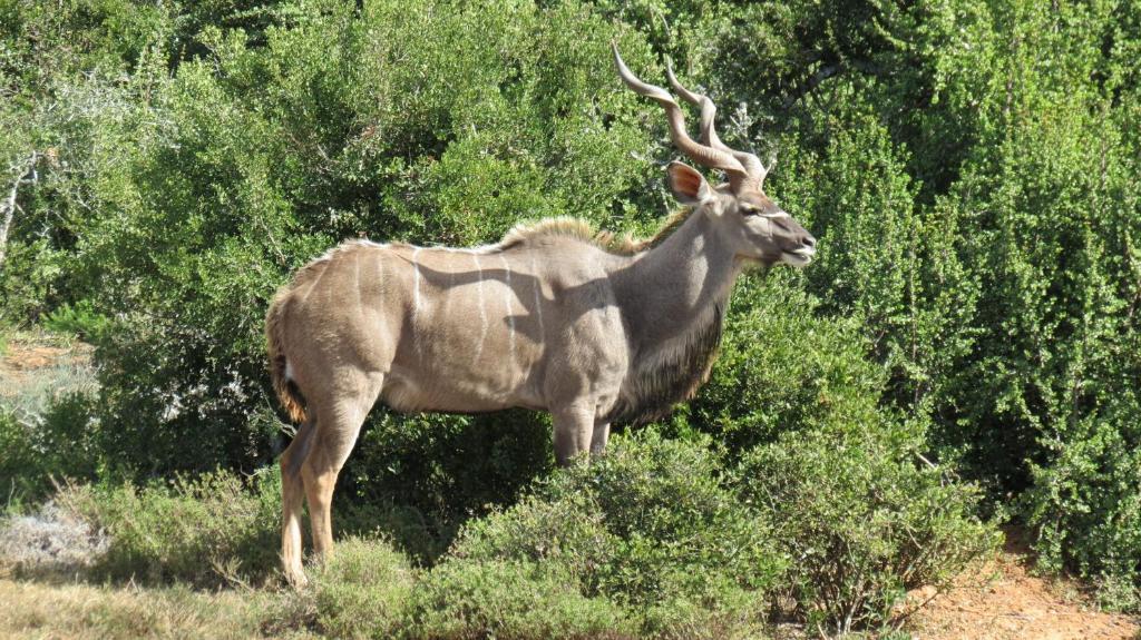 Kudu Ridge Game Lodge Аддо Экстерьер фото