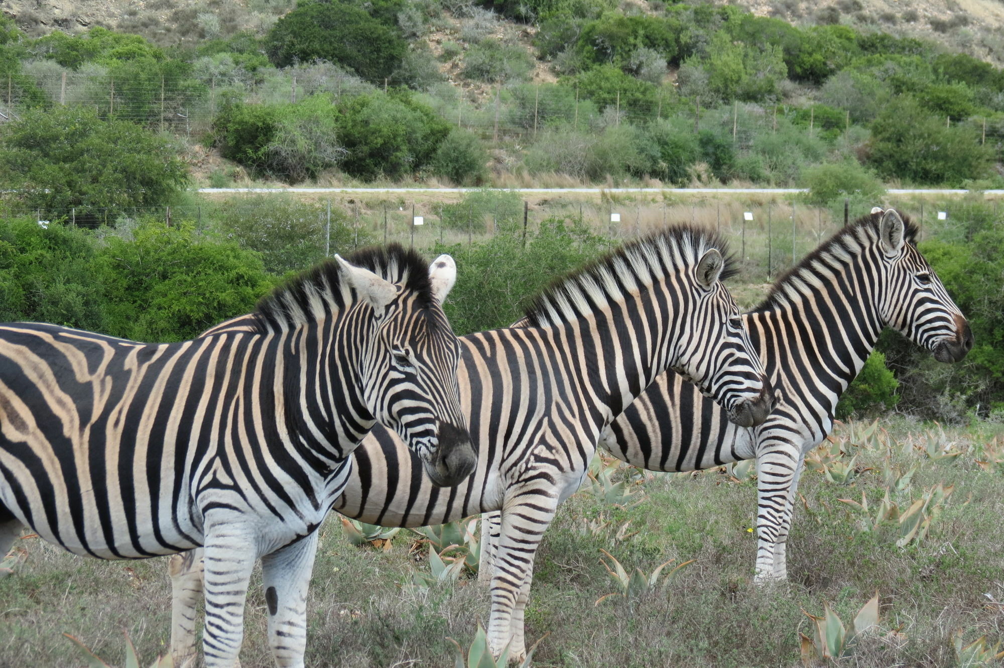 Kudu Ridge Game Lodge Аддо Экстерьер фото